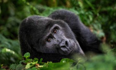 3 DAYS GORILLA TREKKING TOUR – BY ROAD