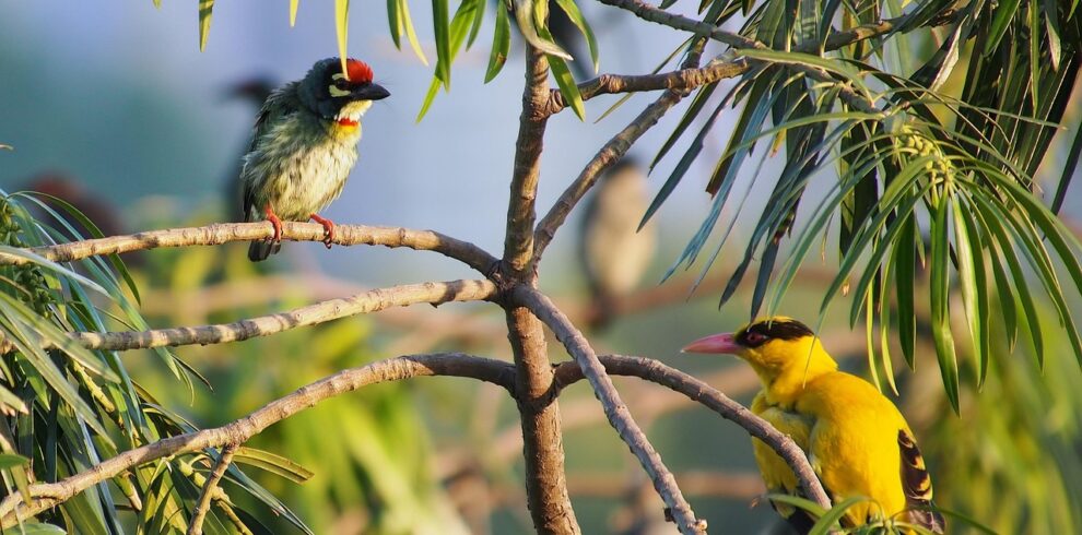 Bird Watching Eye World TOur