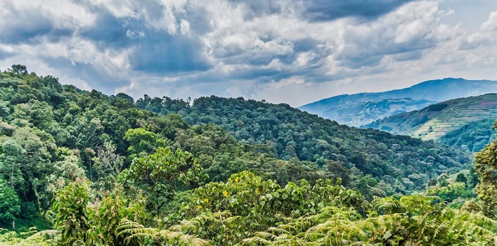 Bwindi Impenetrable Forest Eye World