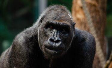 Gorilla & Primate Safaris