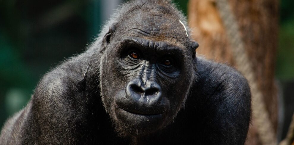 Gorilla & Primate Safaris