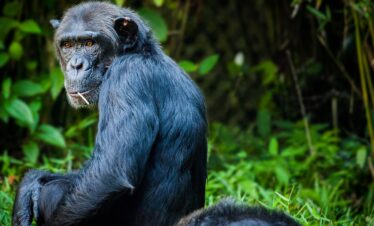 Gorilla and Chimpanzee Trekking
