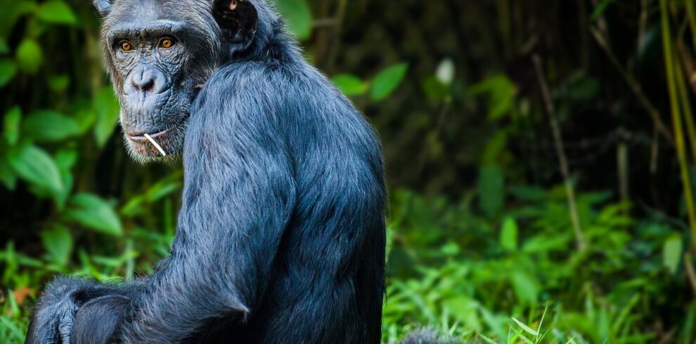 Gorilla and Chimpanzee Trekking