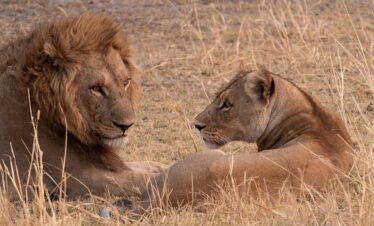 Queen Elizabeth Park Lions