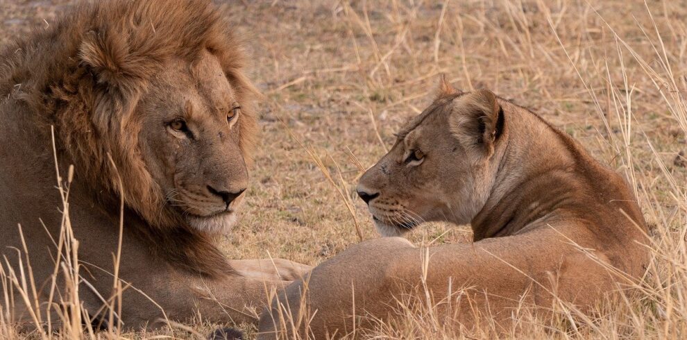 Queen Elizabeth Park Lions