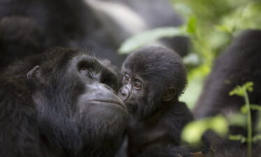 9 DAYS WILDLIFE AND GORILLA SAFARI