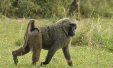 13 DAYS UGANDA SAFARI