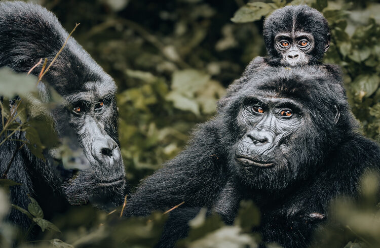 Gorilla-Trekking