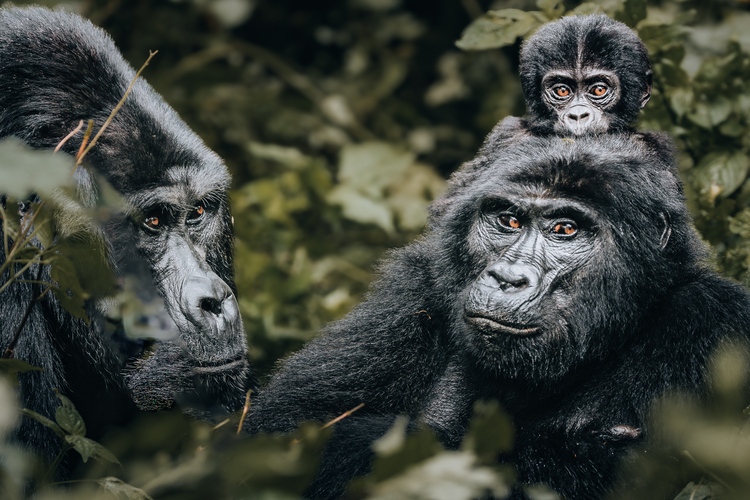 Gorilla-Trekking
