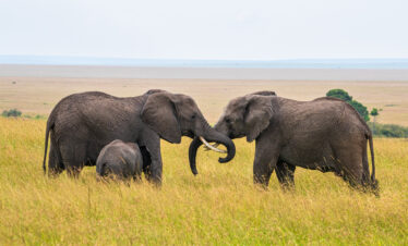 6 DAYS 5 NIGHTS BEST OF KENYA SAFARI